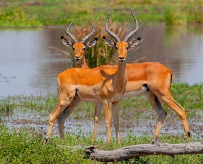 Conociendo un poco el delta del Okavango