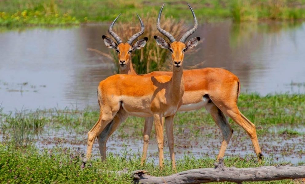 Conociendo un poco el delta del Okavango