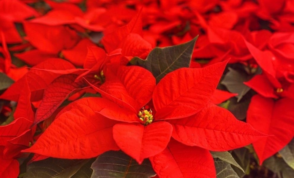 Cuidados para que tu flor de Navidad dure más