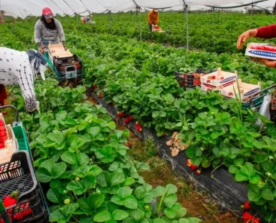 Productores advierten que se perderán diez mil plazas de trabajo