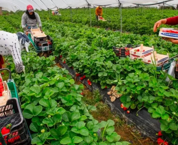 Productores advierten que se perderán diez mil plazas de trabajo