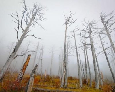 Séptima extinción masiva de la Tierra ya comenzó
