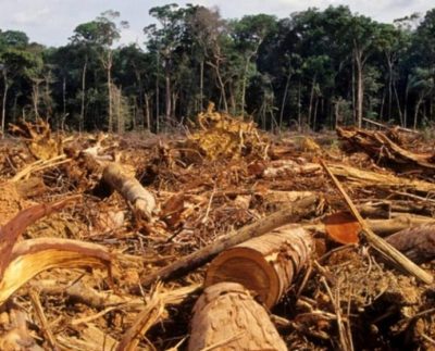 Venezuela: el país con mayor pérdida de bosques de la región amazónica