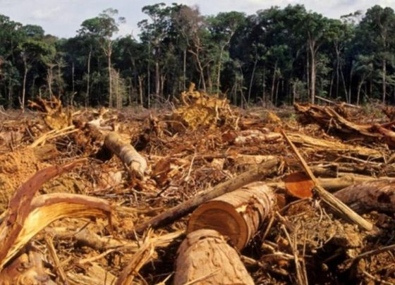 Venezuela: el país con mayor pérdida de bosques de la región amazónica