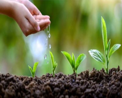 Una semilla es así un proyecto totalmente detallado de la planta que nacerá de ella y ese proyecto, cuando se ejecute, construirá exactamente lo que dice que hará, ni más ni menos.