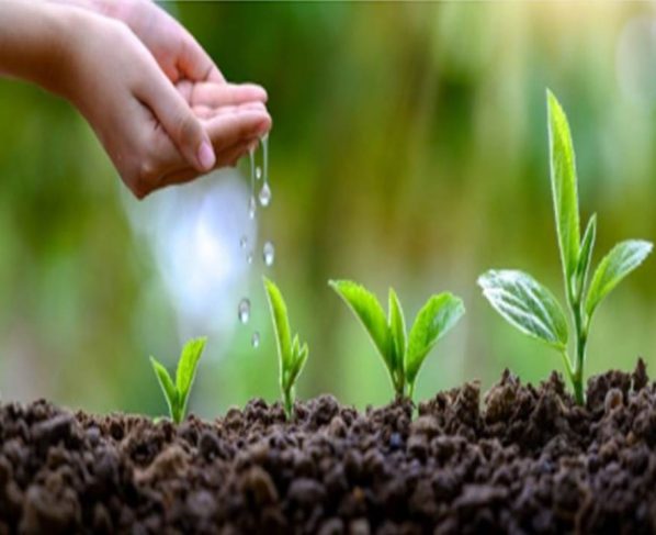 Una semilla es así un proyecto totalmente detallado de la planta que nacerá de ella y ese proyecto, cuando se ejecute, construirá exactamente lo que dice que hará, ni más ni menos.