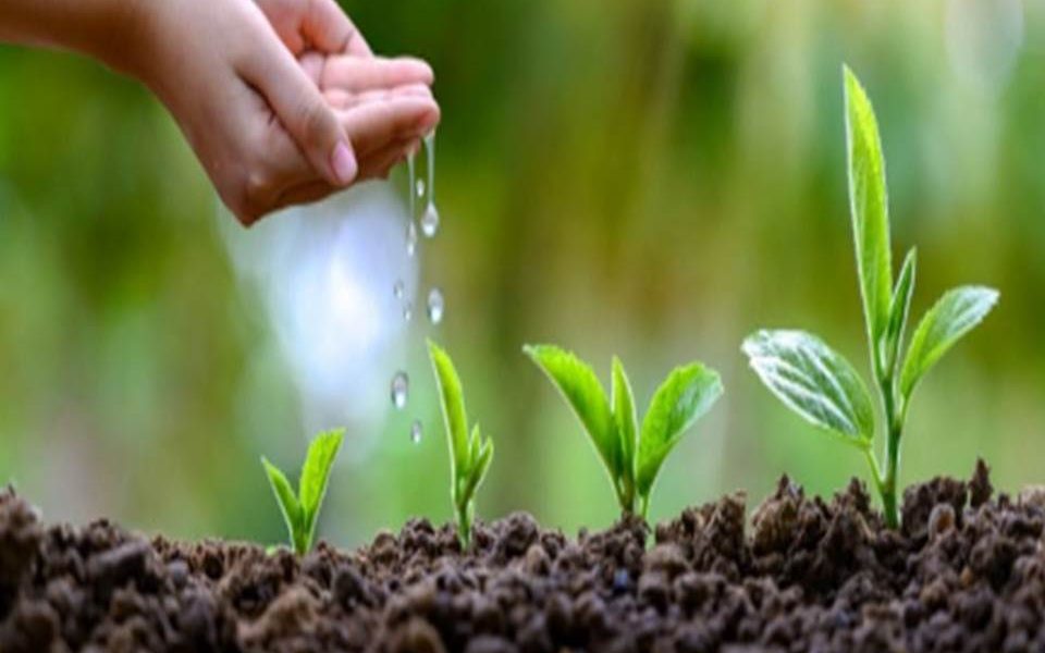 Una semilla es así un proyecto totalmente detallado de la planta que nacerá de ella y ese proyecto, cuando se ejecute, construirá exactamente lo que dice que hará, ni más ni menos.