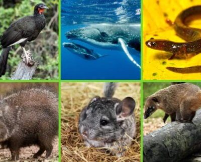 El tema es muy importante, es un proceso de convergencia que va desde el impacto ambiental, pasando por el tráfico de especies, la minería ilícita, la pesca ilegal, el lavado de dinero, el tráfico de personas y el narcotráfico.