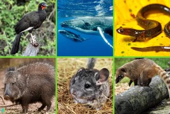 El tema es muy importante, es un proceso de convergencia que va desde el impacto ambiental, pasando por el tráfico de especies, la minería ilícita, la pesca ilegal, el lavado de dinero, el tráfico de personas y el narcotráfico.