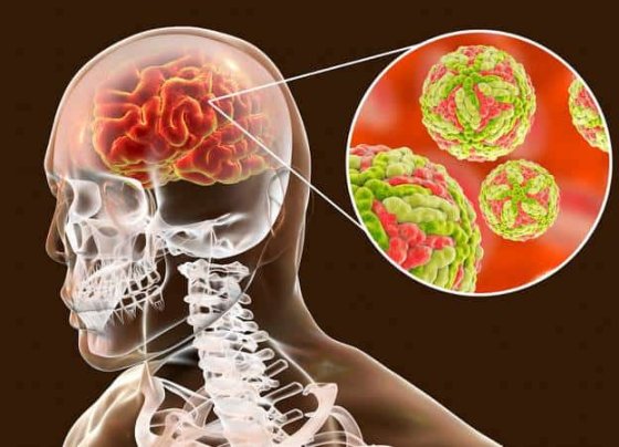 En Australia se prenden las alarmas por brotes del virus de encefalitis japonesa (JEV) en las granjas porcinas de Nueva Gales del Sur, Queensland y Victoria.
