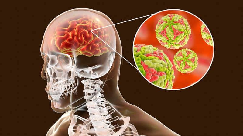 En Australia se prenden las alarmas por brotes del virus de encefalitis japonesa (JEV) en las granjas porcinas de Nueva Gales del Sur, Queensland y Victoria.