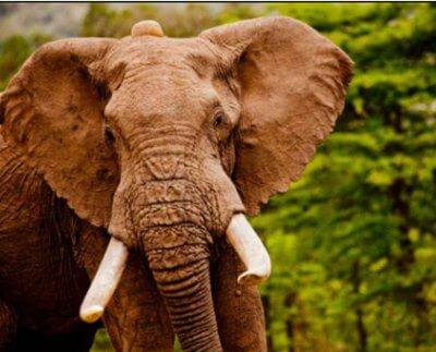 El Estado elefante y por el contrario, generalmente poco democrático, tiende a la presencia de un aparato militar sobre dimensionado, de muy elevado costo por innecesario equipamiento, que demanda mantenimiento complejo que no sabe dispensar por falta de EDUCACION