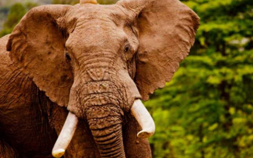 El Estado elefante y por el contrario, generalmente poco democrático, tiende a la presencia de un aparato militar sobre dimensionado, de muy elevado costo por innecesario equipamiento, que demanda mantenimiento complejo que no sabe dispensar por falta de EDUCACION