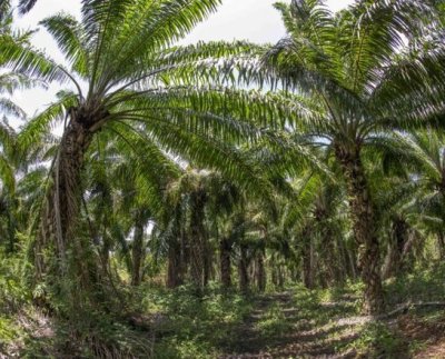 En veinte años, entre 2000 y 2019, los cinco principales biomas de América del Sur perdieron 55 millones de hectáreas de bosques