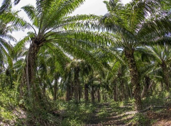 En veinte años, entre 2000 y 2019, los cinco principales biomas de América del Sur perdieron 55 millones de hectáreas de bosques
