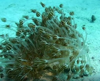 Las especies exóticas invasoras son la segunda causa de pérdida de biodiversidad en el mundo, según el PNUD y de acuerdo con un reportaje de la agencia de noticias alemana, DW, la situación es alarmante por sus graves consecuencias a las especies marinas a lo largo de las costas venezolanas.