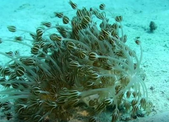 Las especies exóticas invasoras son la segunda causa de pérdida de biodiversidad en el mundo, según el PNUD y de acuerdo con un reportaje de la agencia de noticias alemana, DW, la situación es alarmante por sus graves consecuencias a las especies marinas a lo largo de las costas venezolanas.