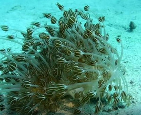 Las especies exóticas invasoras son la segunda causa de pérdida de biodiversidad en el mundo, según el PNUD y de acuerdo con un reportaje de la agencia de noticias alemana, DW, la situación es alarmante por sus graves consecuencias a las especies marinas a lo largo de las costas venezolanas.