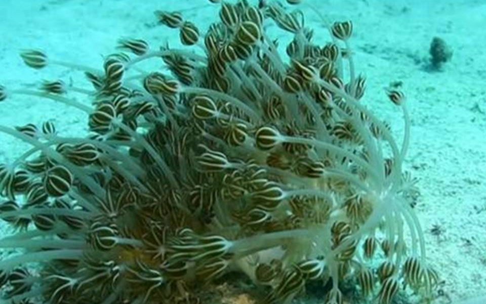 Las especies exóticas invasoras son la segunda causa de pérdida de biodiversidad en el mundo, según el PNUD y de acuerdo con un reportaje de la agencia de noticias alemana, DW, la situación es alarmante por sus graves consecuencias a las especies marinas a lo largo de las costas venezolanas.