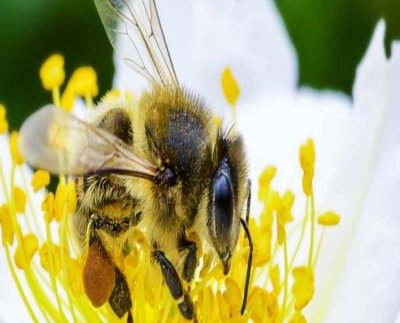 Hoy 20 de Mayo se celebra el "Día Mundial de las Abejas" por la importancia que estás tienen para la vida en el planeta