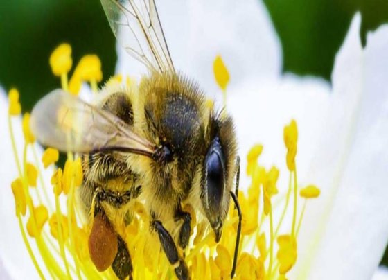Hoy 20 de Mayo se celebra el "Día Mundial de las Abejas" por la importancia que estás tienen para la vida en el planeta