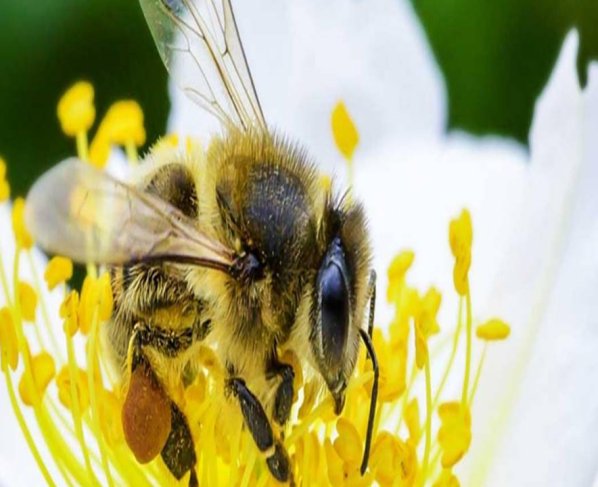 Hoy 20 de Mayo se celebra el "Día Mundial de las Abejas" por la importancia que estás tienen para la vida en el planeta