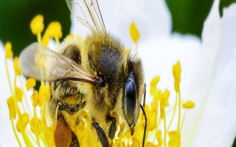 Hoy 20 de Mayo se celebra el "Día Mundial de las Abejas" por la importancia que estás tienen para la vida en el planeta