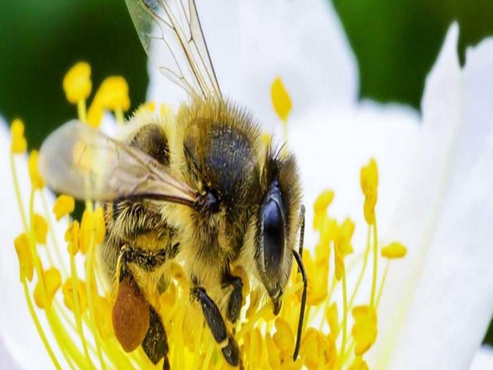 Hoy 20 de Mayo se celebra el "Día Mundial de las Abejas" por la importancia que estás tienen para la vida en el planeta
