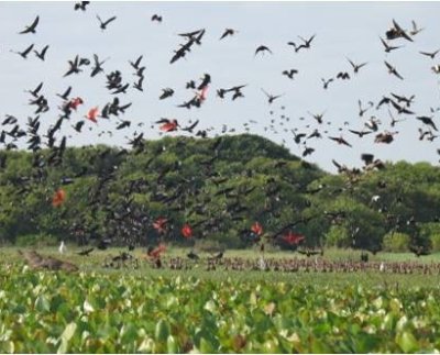El acceso a un ambiente limpio y saludable es un derecho humano universal