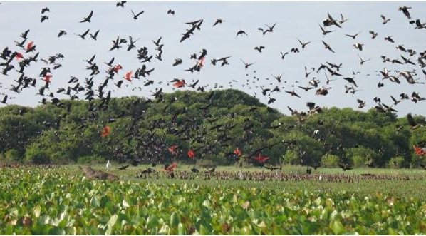 El acceso a un ambiente limpio y saludable es un derecho humano universal