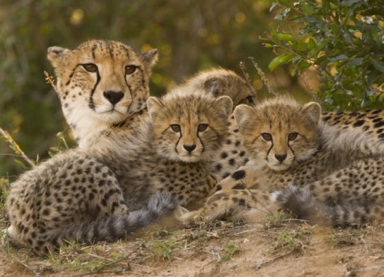 Toda la vida hemos pensado que animales como los leones, tigres, leopardos o guepardos son grandes felinos. Sin embargo, científicamente hablando, solo uno de estos animales es realmente un felino.