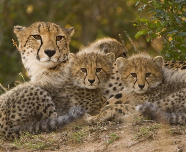 Toda la vida hemos pensado que animales como los leones, tigres, leopardos o guepardos son grandes felinos. Sin embargo, científicamente hablando, solo uno de estos animales es realmente un felino.