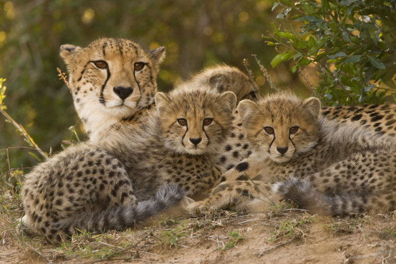 Toda la vida hemos pensado que animales como los leones, tigres, leopardos o guepardos son grandes felinos. Sin embargo, científicamente hablando, solo uno de estos animales es realmente un felino.