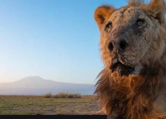 Un león macho salvaje que se cree que es uno de los más viejos del mundo murió después de ser atravesado por pastores, dijeron las autoridades de Kenia.