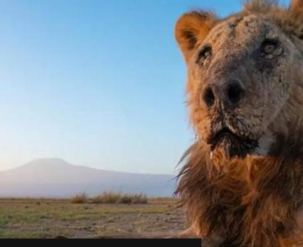 Un león macho salvaje que se cree que es uno de los más viejos del mundo murió después de ser atravesado por pastores, dijeron las autoridades de Kenia.