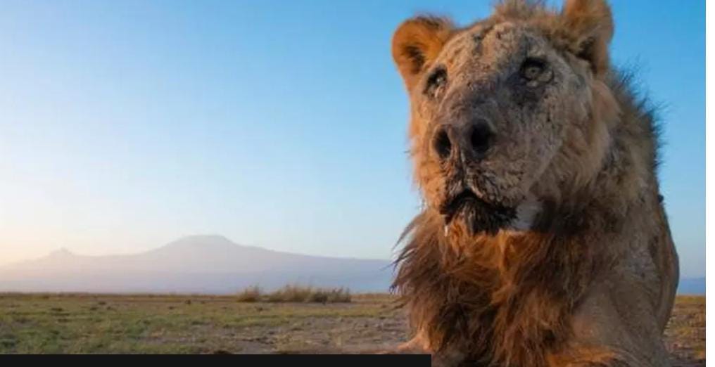 Un león macho salvaje que se cree que es uno de los más viejos del mundo murió después de ser atravesado por pastores, dijeron las autoridades de Kenia.