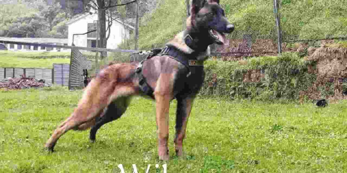 Wilson es un perro pastor belga que forma parte del equipo de perros entrenados en búsqueda y rescate de las autoridades colombianas.