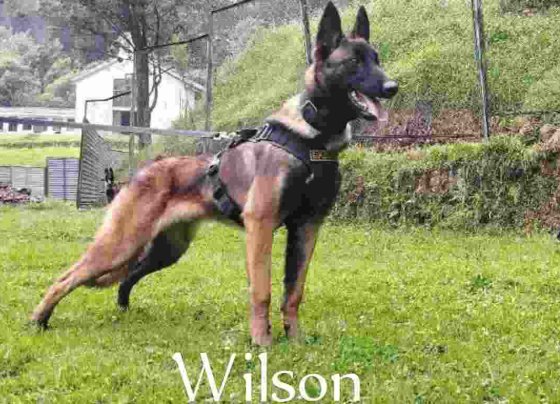 Wilson es un perro pastor belga que forma parte del equipo de perros entrenados en búsqueda y rescate de las autoridades colombianas.