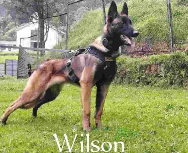 Wilson es un perro pastor belga que forma parte del equipo de perros entrenados en búsqueda y rescate de las autoridades colombianas.