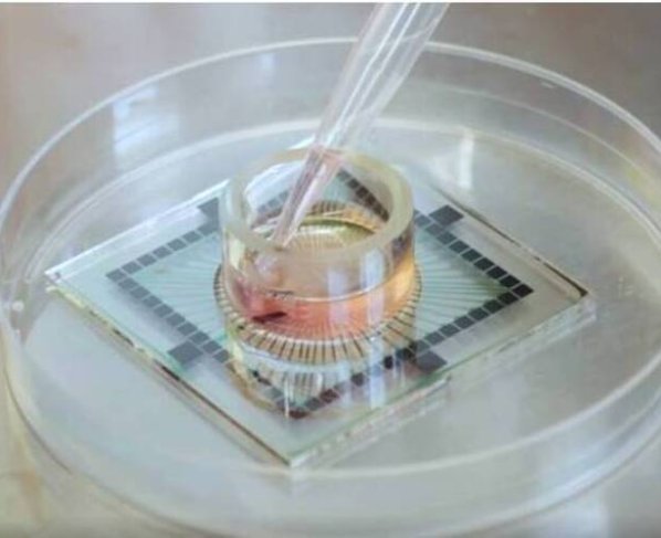 Redes neuronales humanas orgánicas que crecen inmersas en simulaciones digitales.