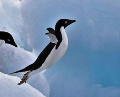 Los pingüinos papúa son las aves nadadoras más rápidas del mundo y esa capacidad se debe a sus alas únicas y sofisticadas