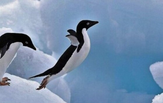 Los pingüinos papúa son las aves nadadoras más rápidas del mundo y esa capacidad se debe a sus alas únicas y sofisticadas