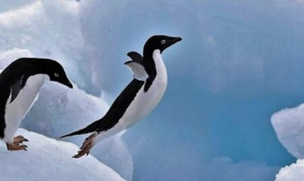 Los pingüinos papúa son las aves nadadoras más rápidas del mundo y esa capacidad se debe a sus alas únicas y sofisticadas
