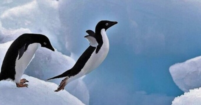 Los pingüinos papúa son las aves nadadoras más rápidas del mundo y esa capacidad se debe a sus alas únicas y sofisticadas