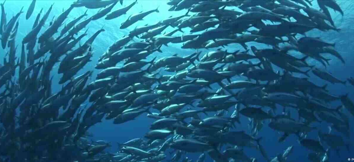 La altamar constituye el 60 por ciento de la superficie oceánica y es vital para la vida en el planeta