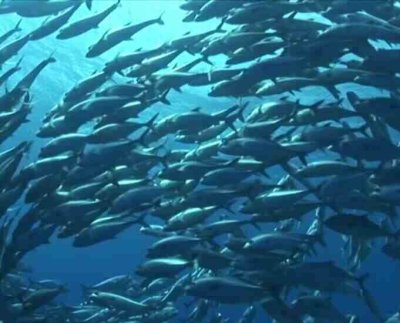 La altamar constituye el 60 por ciento de la superficie oceánica y es vital para la vida en el planeta