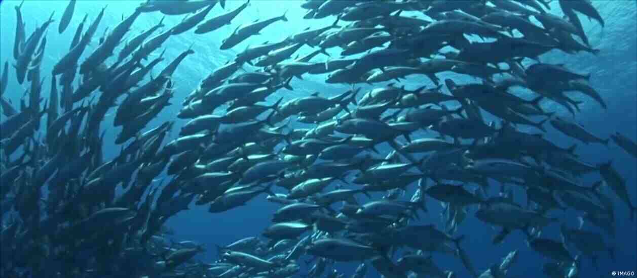 La altamar constituye el 60 por ciento de la superficie oceánica y es vital para la vida en el planeta