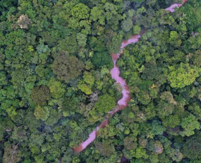 es un activo natural insustituible con una enorme biodiversidad y un componente de vital importancia en los ciclos globales del carbono y el agua