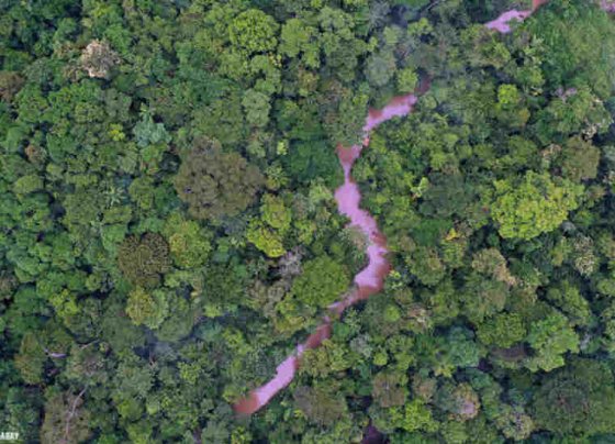 es un activo natural insustituible con una enorme biodiversidad y un componente de vital importancia en los ciclos globales del carbono y el agua