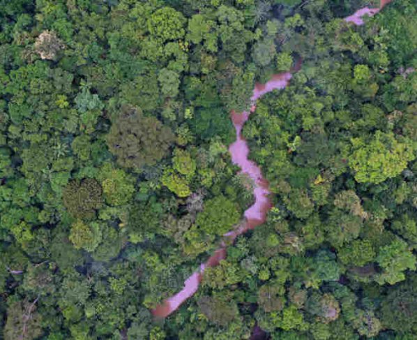 es un activo natural insustituible con una enorme biodiversidad y un componente de vital importancia en los ciclos globales del carbono y el agua